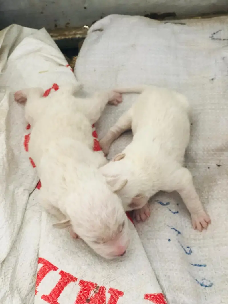 russion dogs 5 puppy 1 white pair for sale — photo 3