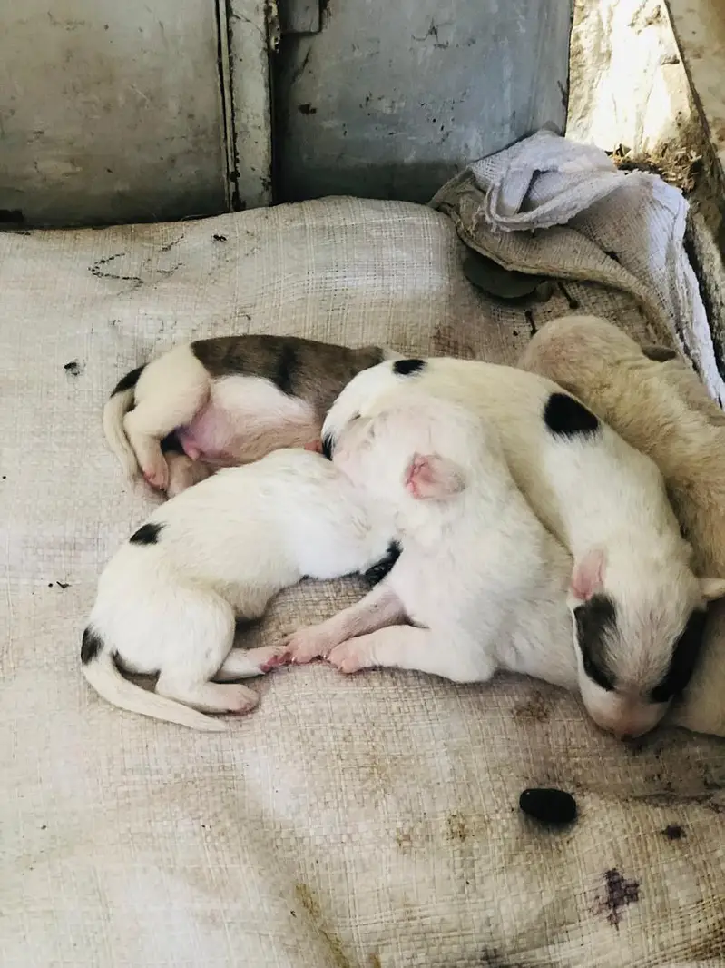 russion dogs 5 puppy 1 white pair for sale — photo 4