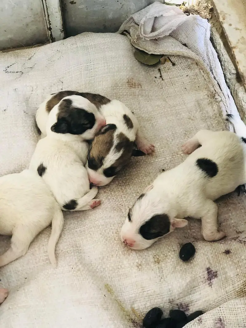 russion dogs 5 puppy 1 white pair for sale — photo 5