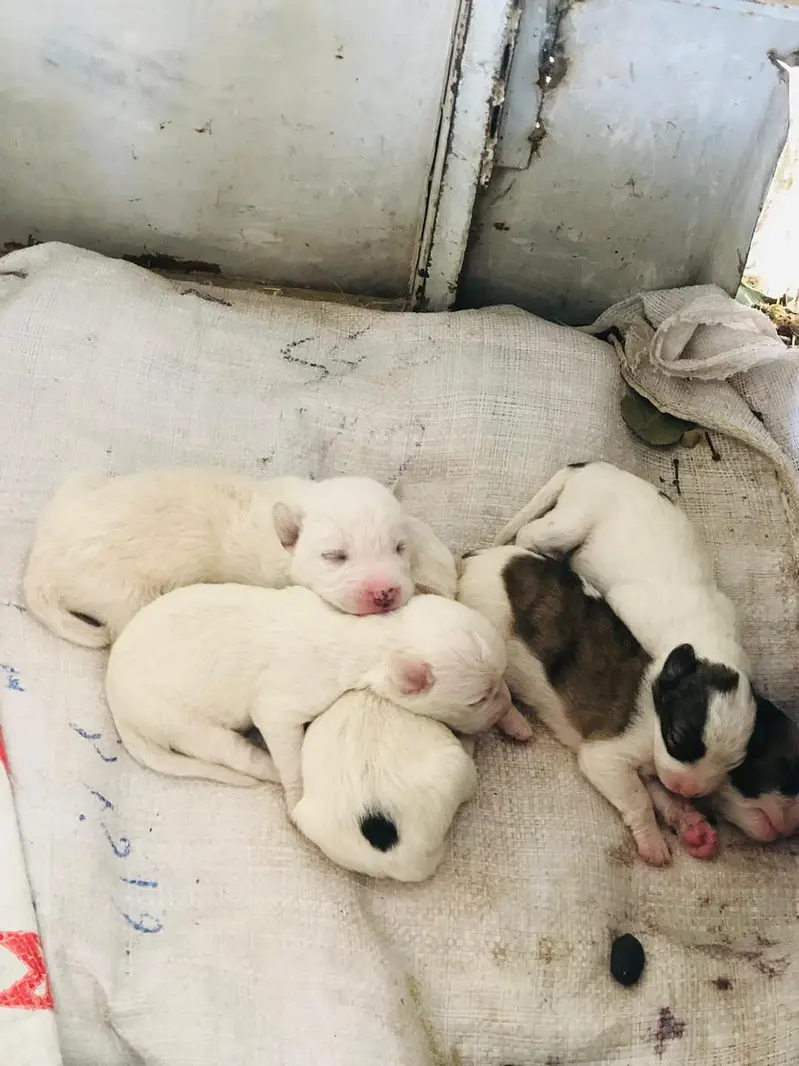 russion dogs 5 puppy 1 white pair for sale — photo 6