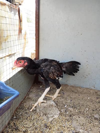 Assel chicks for sale
