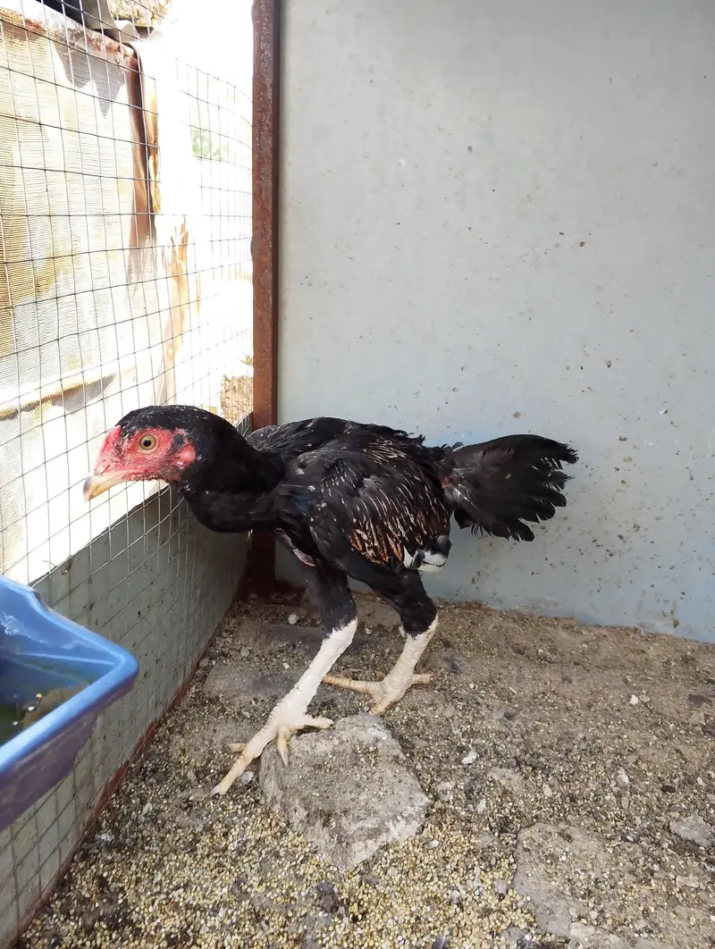 Assel chicks for sale