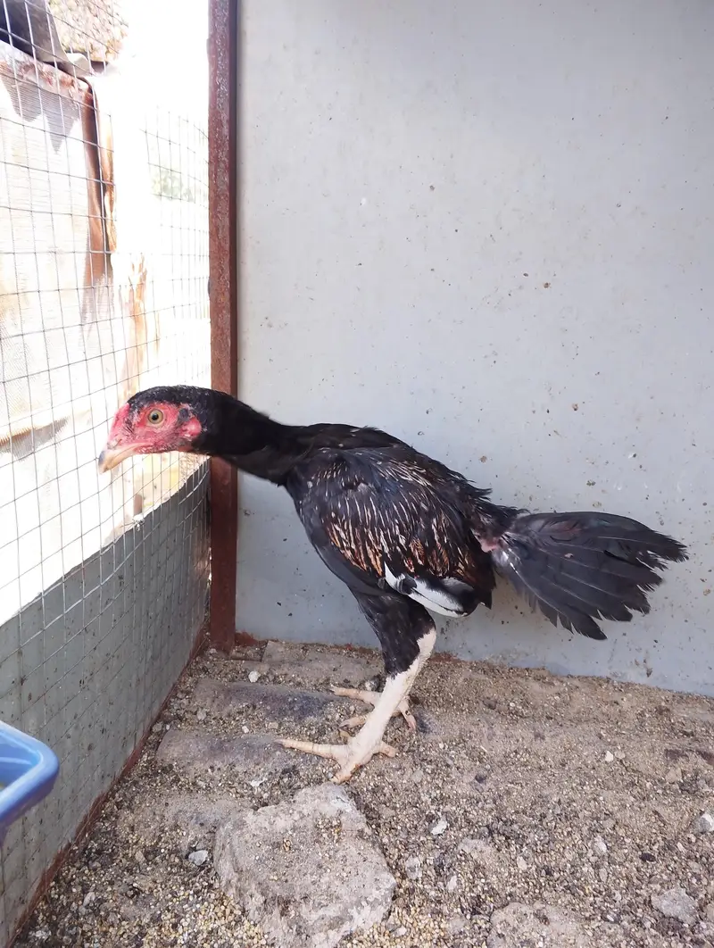 Assel chicks for sale — photo 2