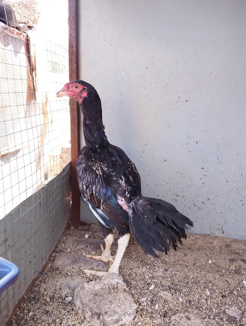 Assel chicks for sale — photo 3