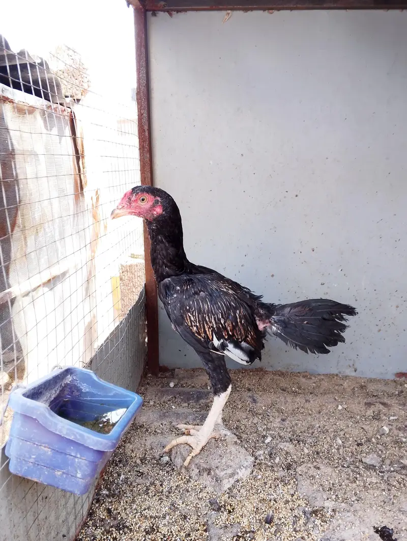 Assel chicks for sale — photo 4