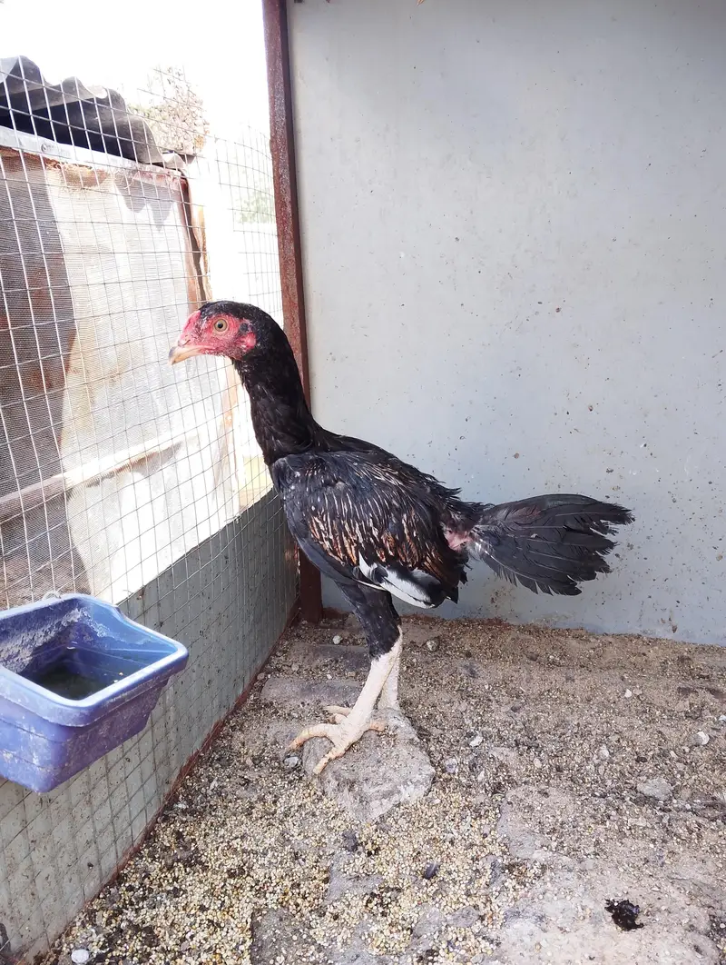 Assel chicks for sale — photo 5