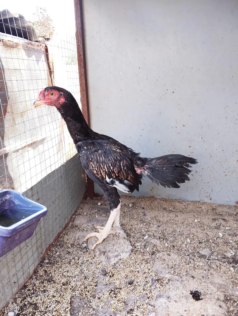 Assel chicks for sale — photo 6