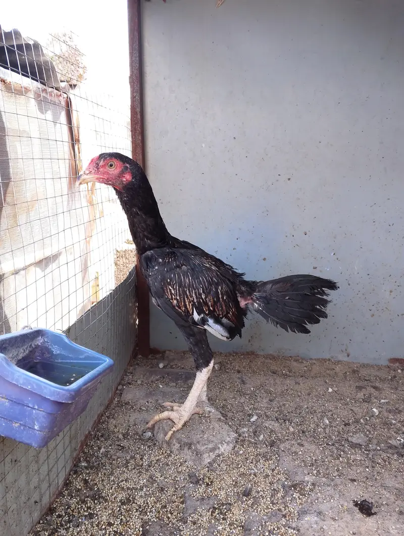Assel chicks for sale — photo 7