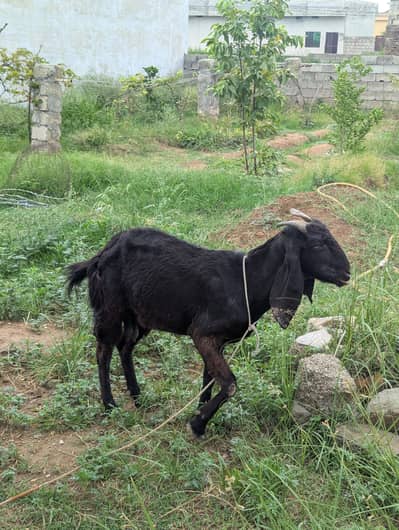 Healthy Black Female Goat for Sale
