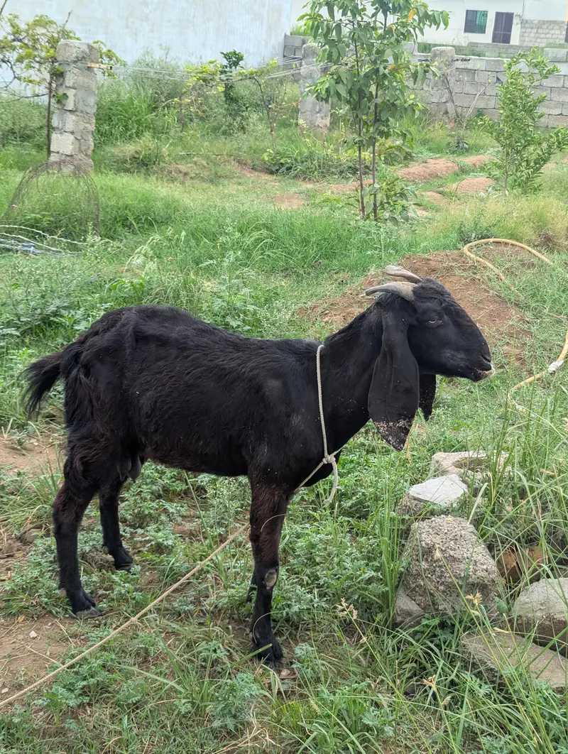 Healthy Black Female Goat for Sale — photo 2