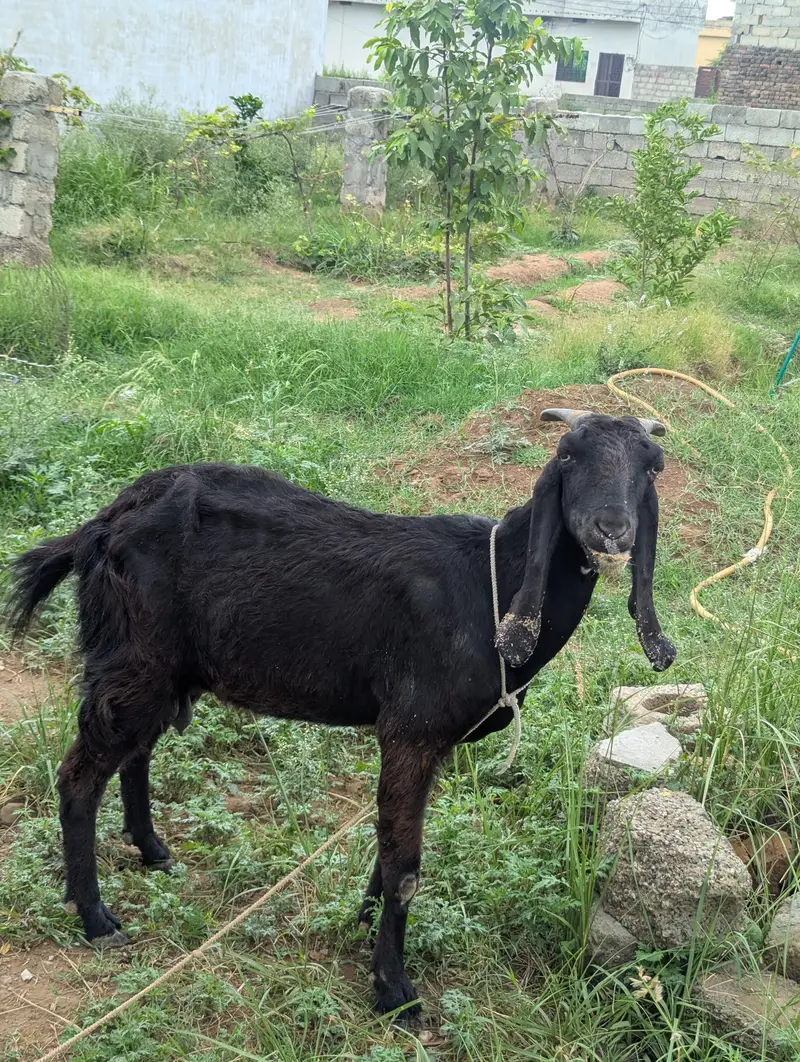 Healthy Black Female Goat for Sale — photo 3