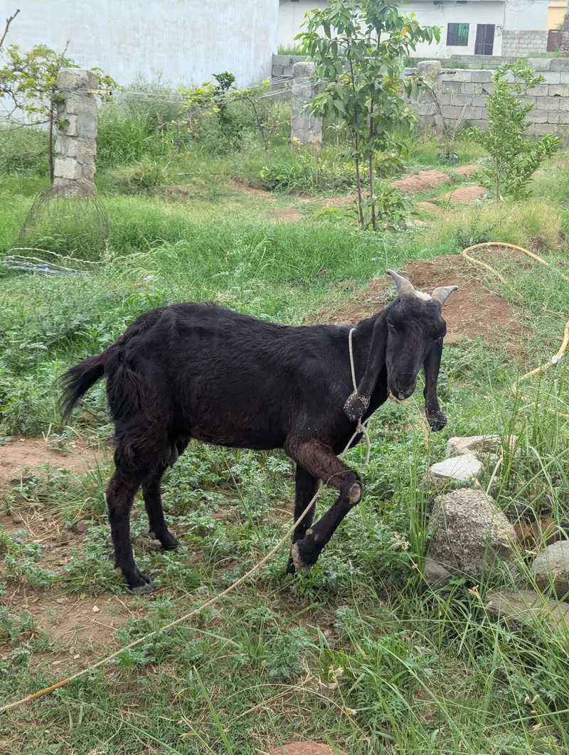 Healthy Black Female Goat for Sale — photo 4