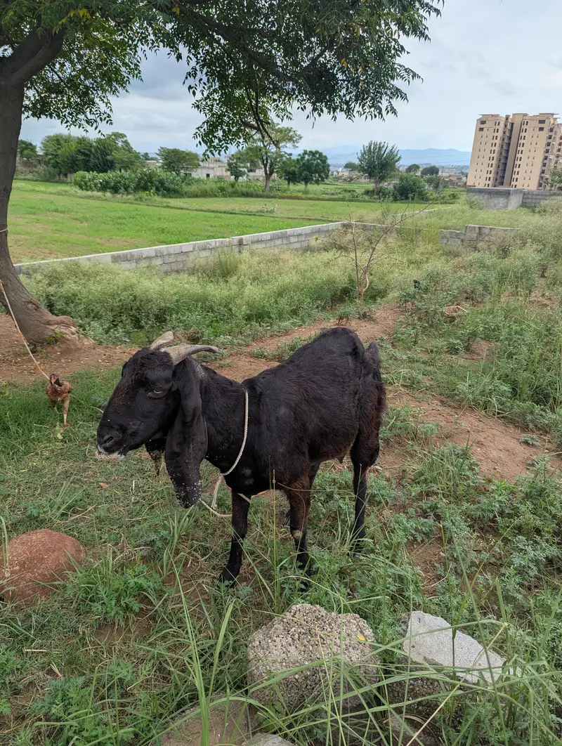 Healthy Black Female Goat for Sale — photo 5