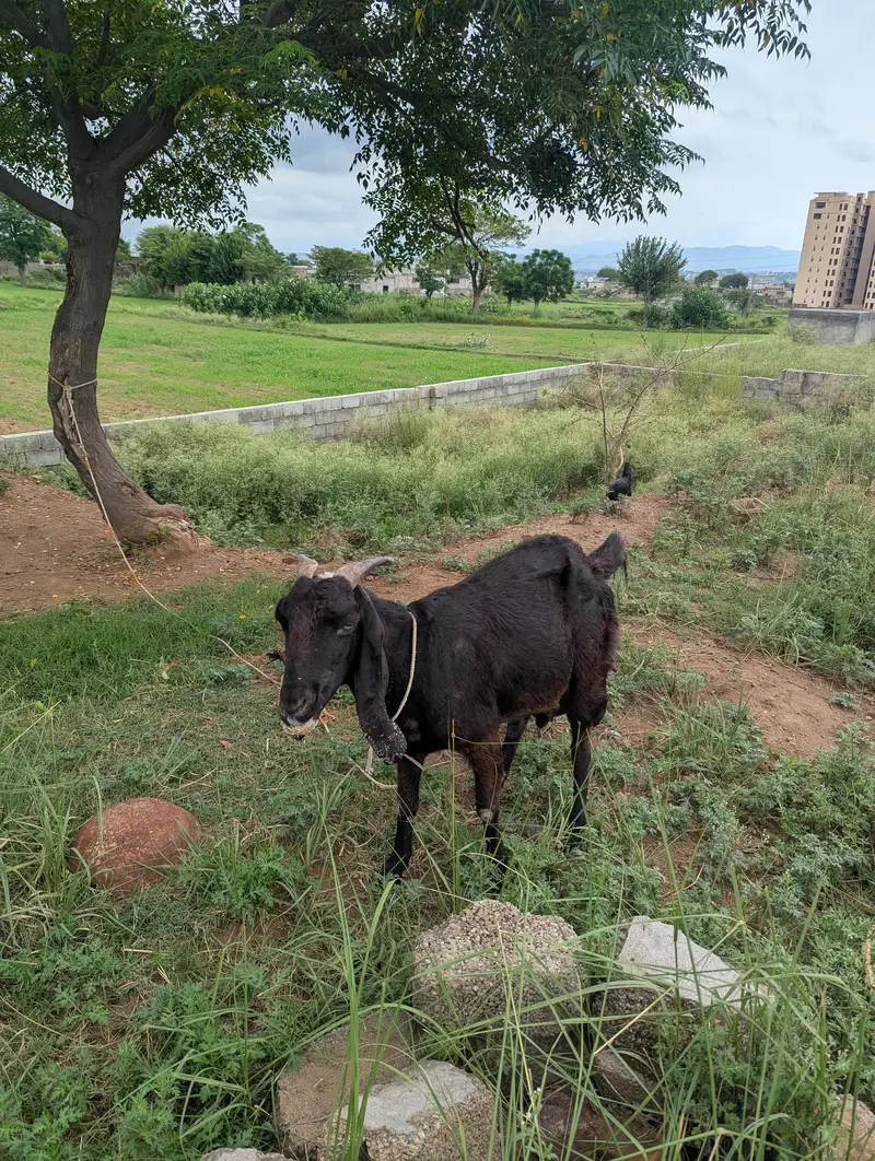 Healthy Black Female Goat for Sale — photo 6