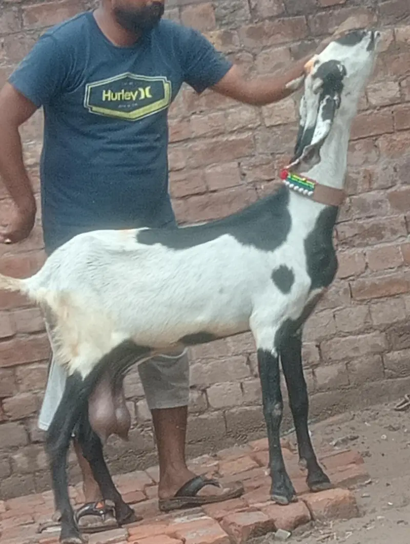 Dood wali phat sale