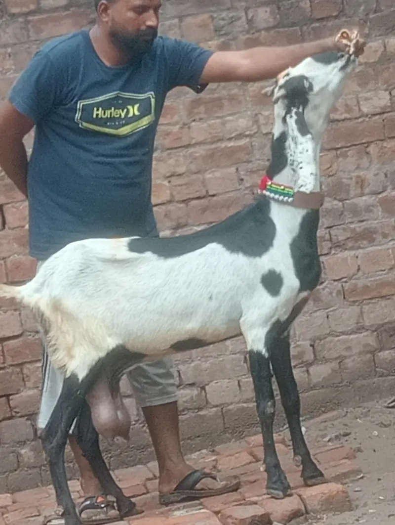 Dood wali phat sale — photo 2