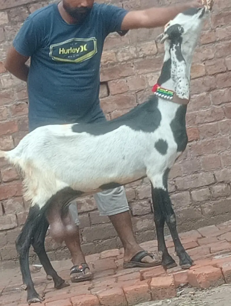 Dood wali phat sale — photo 4