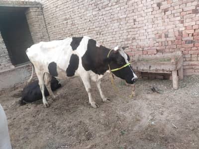 cow for sale