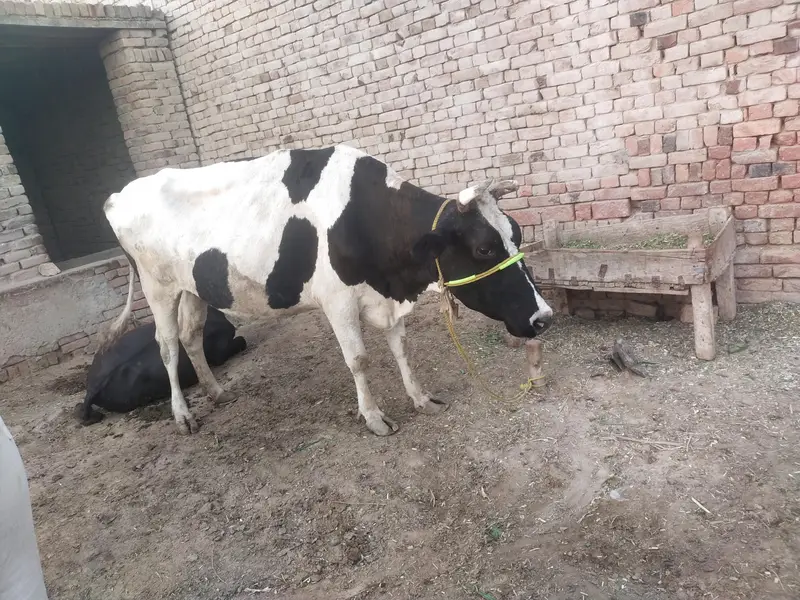 cow for sale