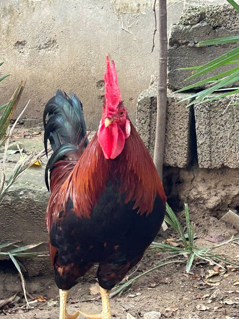 Rooster 0