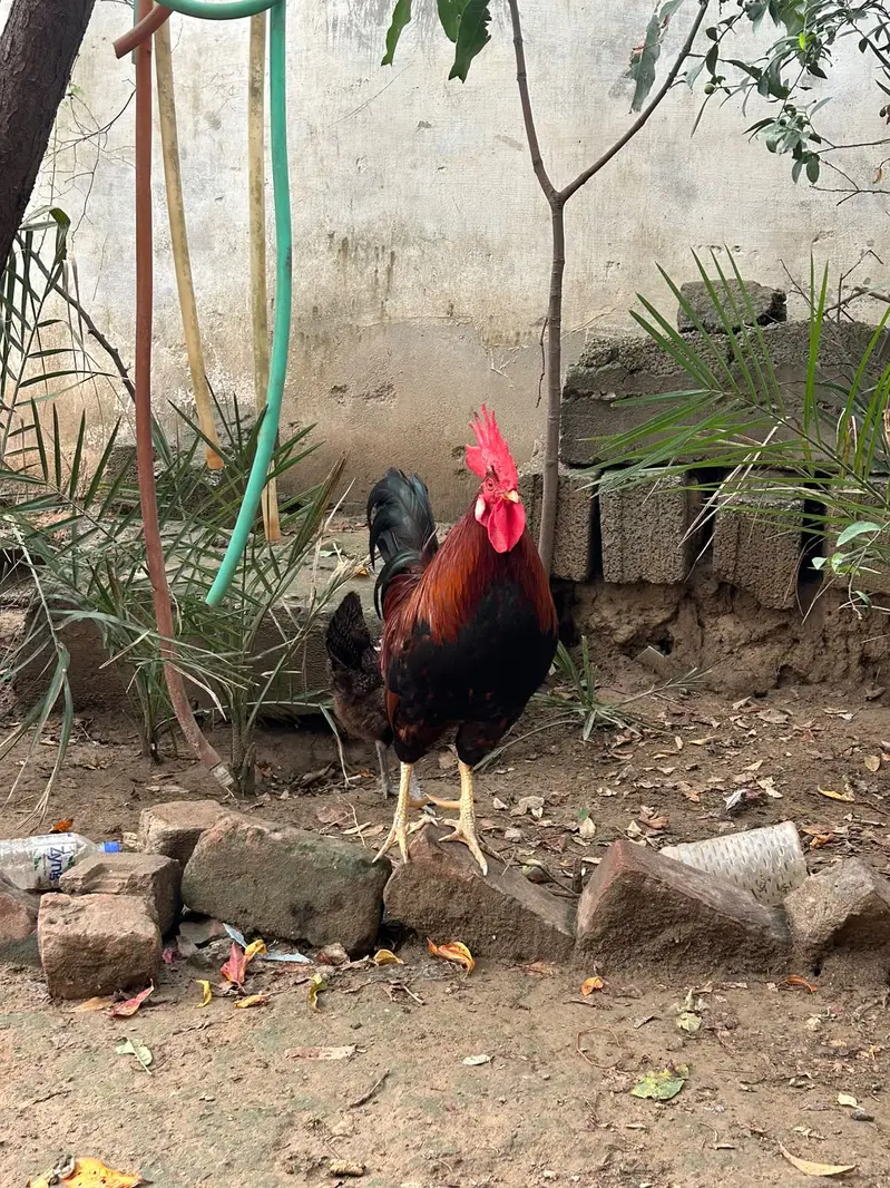 Rooster — photo 2