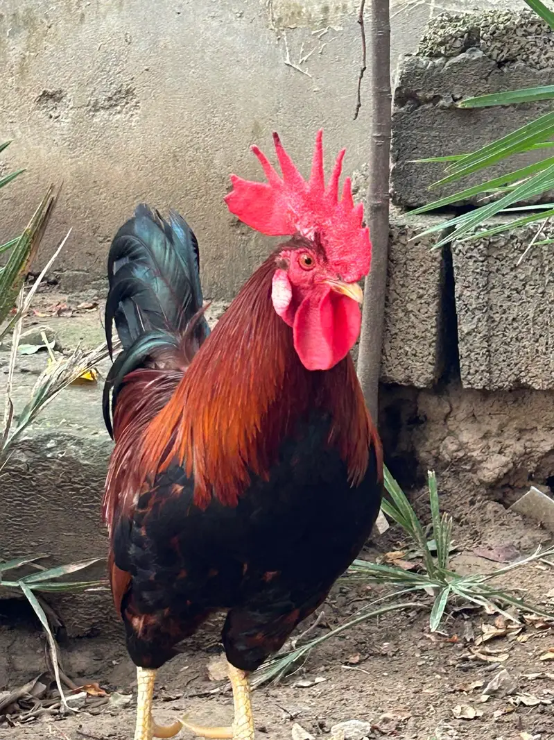 Rooster — photo 3