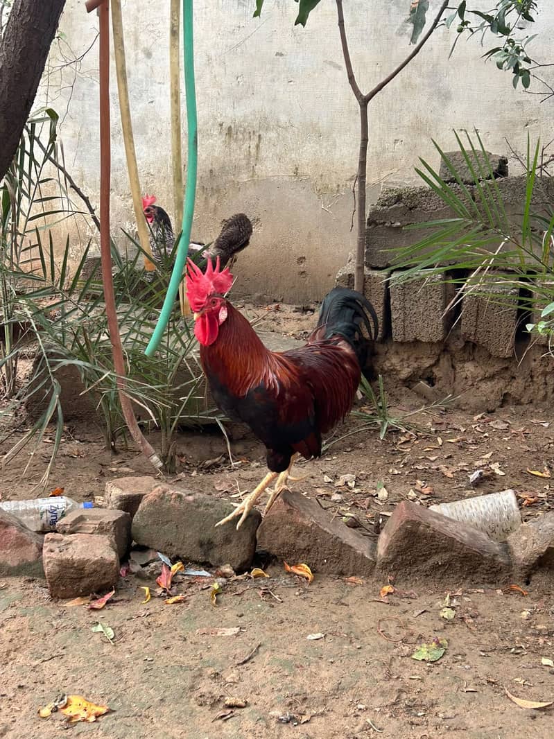Rooster 3