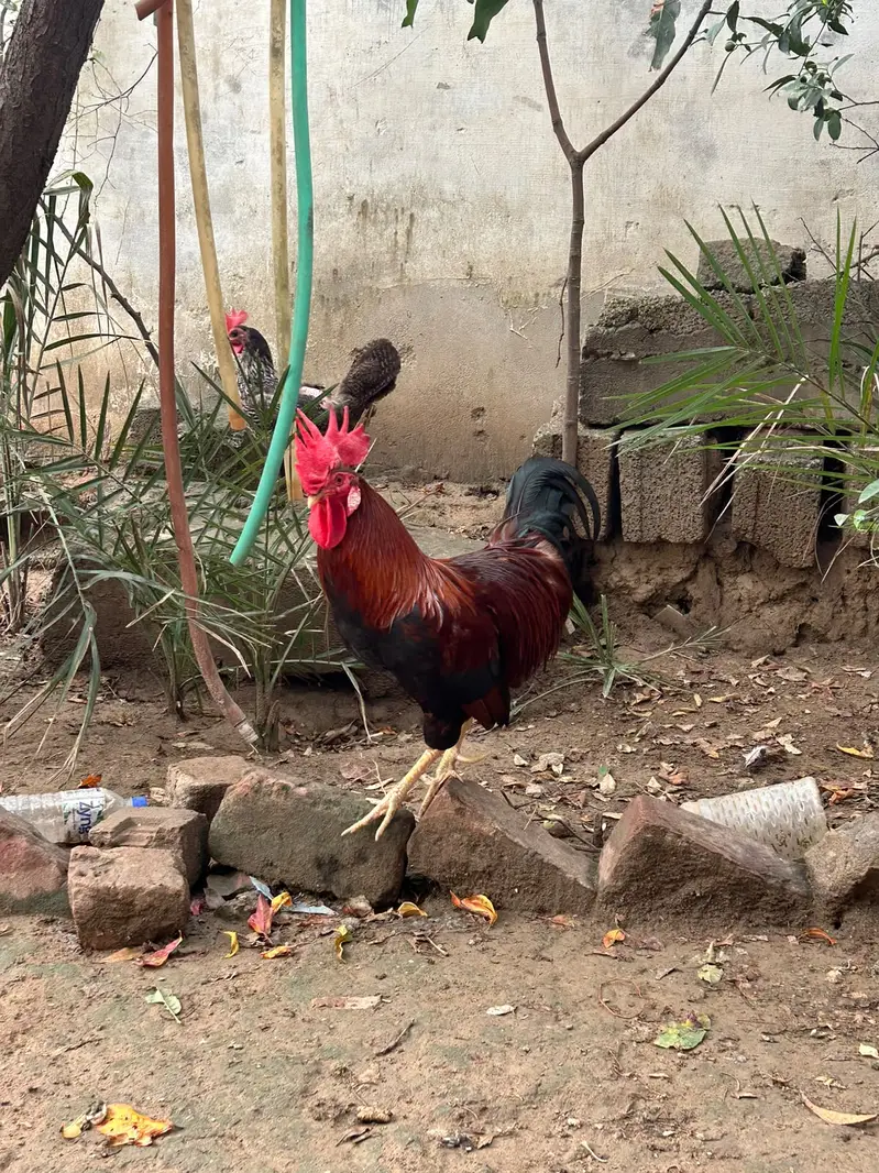 Rooster — photo 4