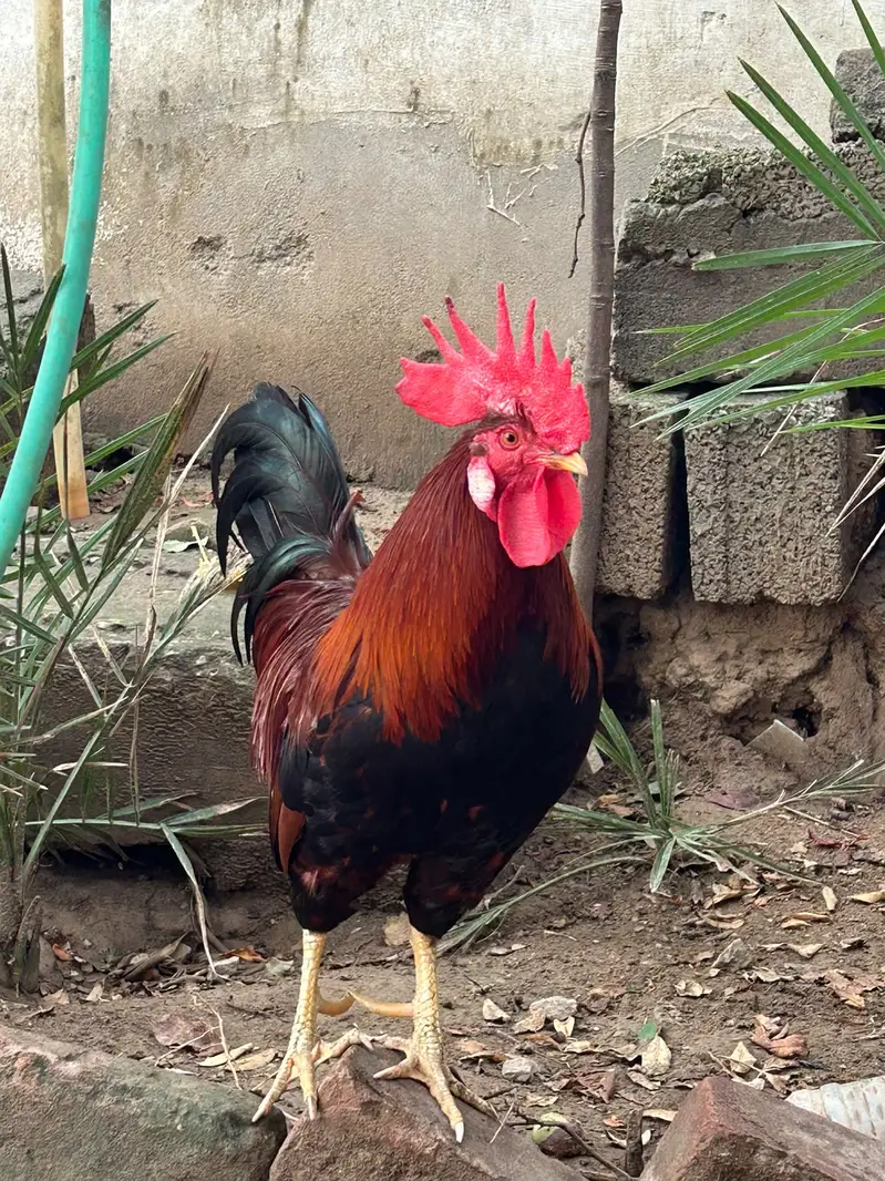 Rooster — photo 5