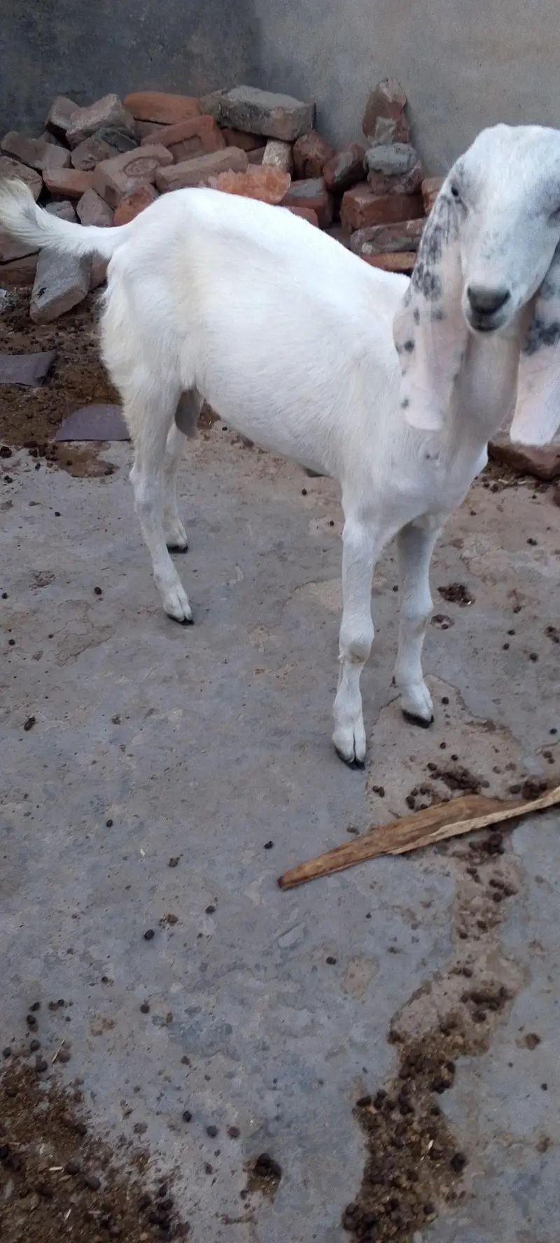 Ghulabi Male Bachy — photo 2