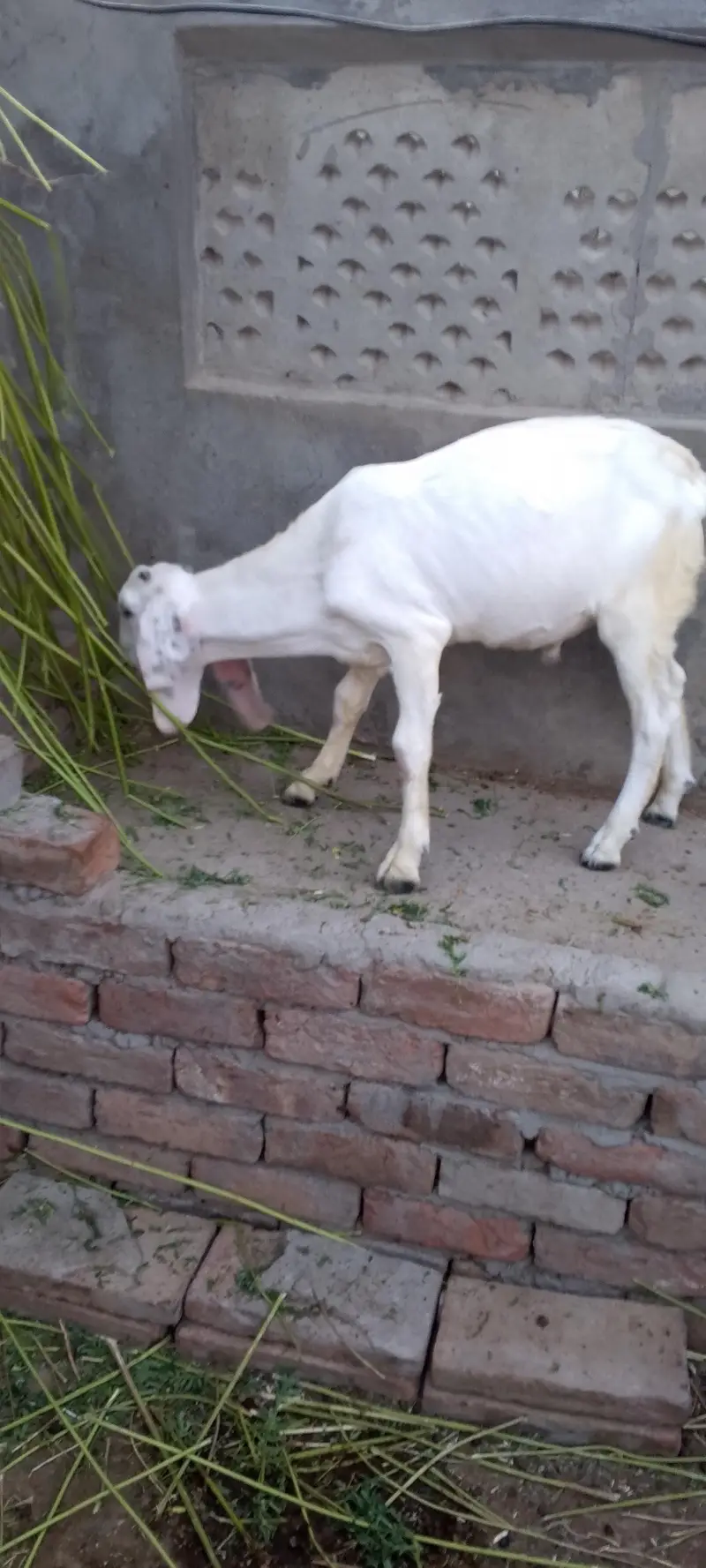 Ghulabi Male Bachy — photo 3