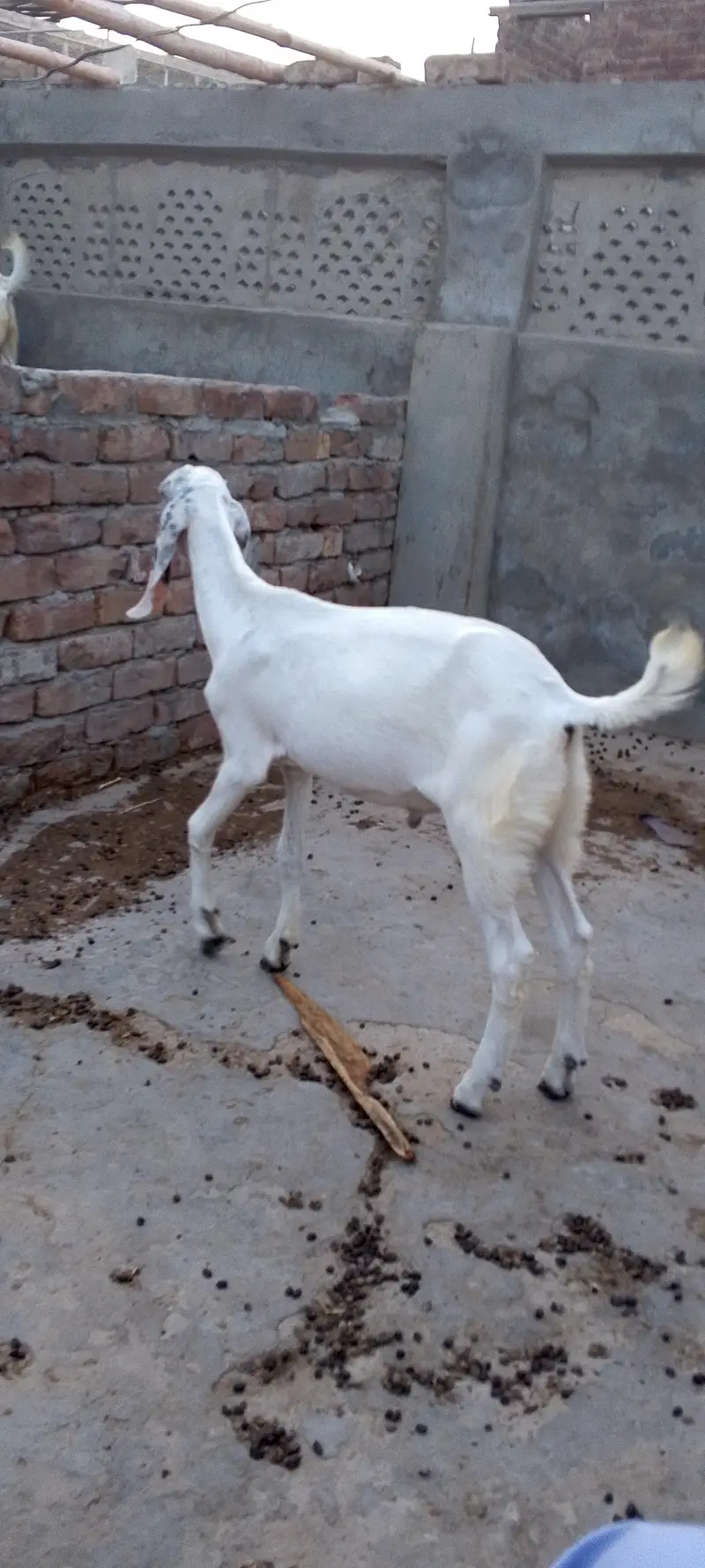 Ghulabi Male Bachy — photo 4