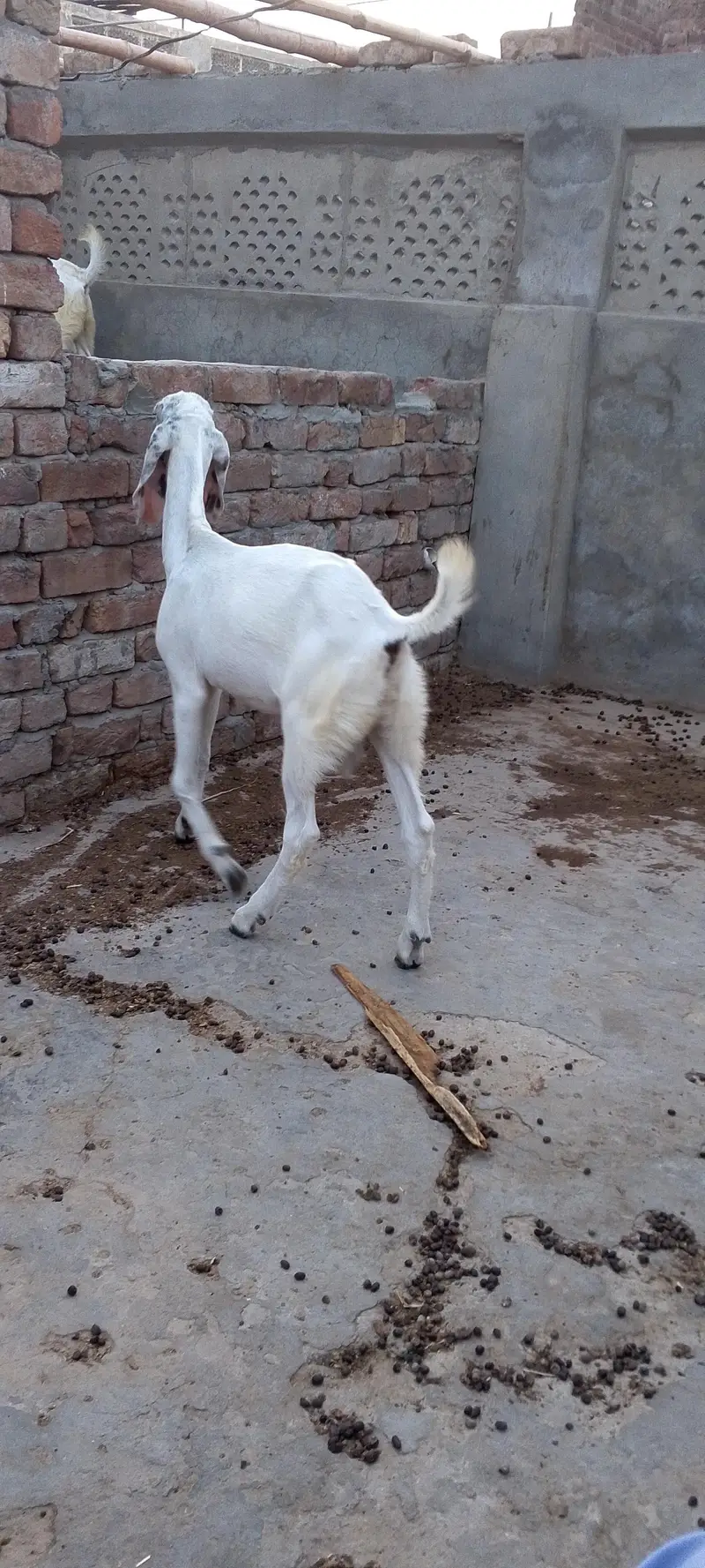 Ghulabi Male Bachy — photo 5