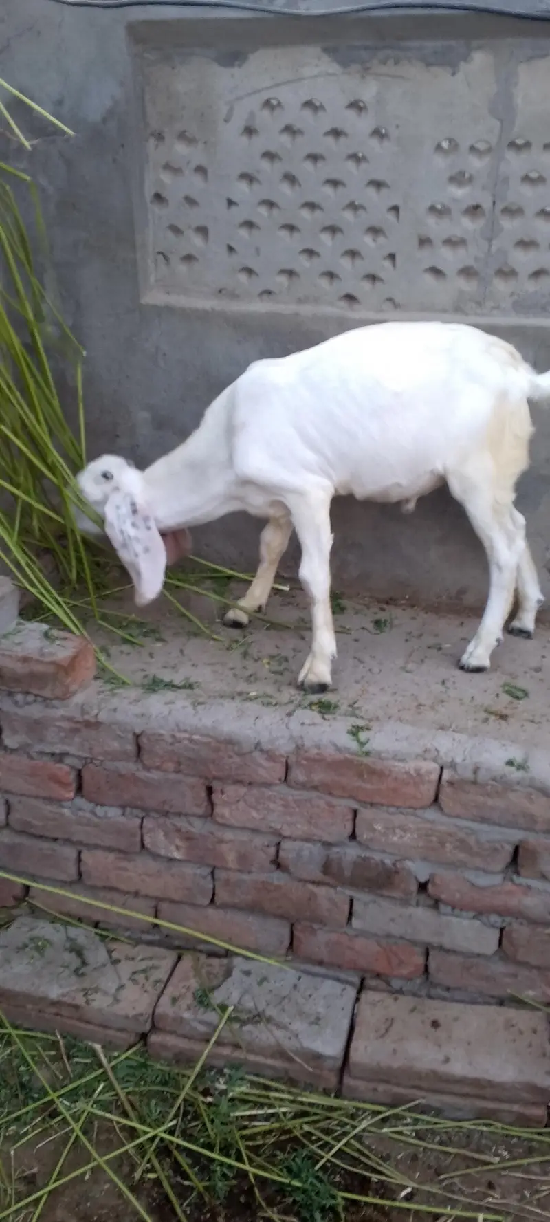 Ghulabi Male Bachy — photo 6