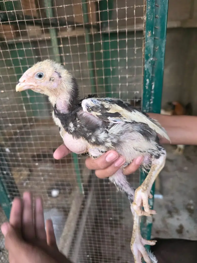 Ghulabi Male Bachy — photo 7
