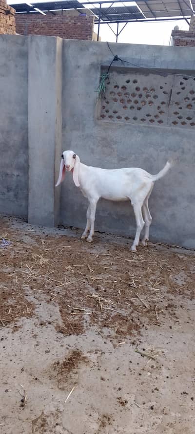 Ghulabi Male Bachy