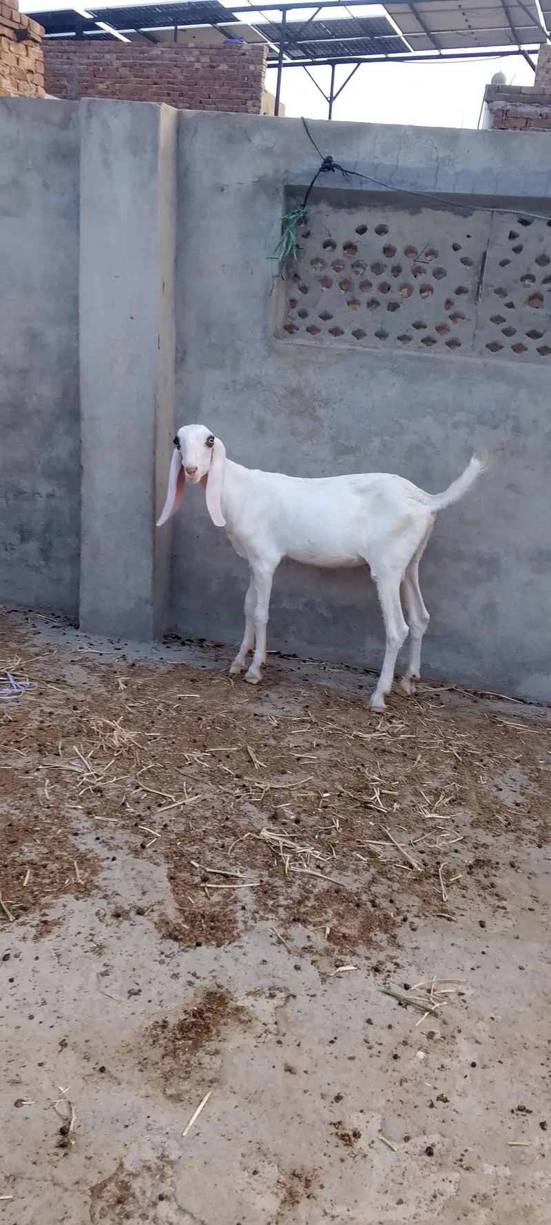 Ghulabi Male Bachy — photo 8