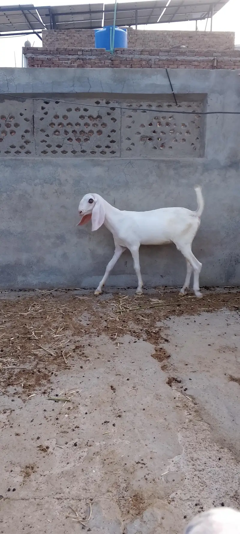 Ghulabi Male Bachy — photo 9