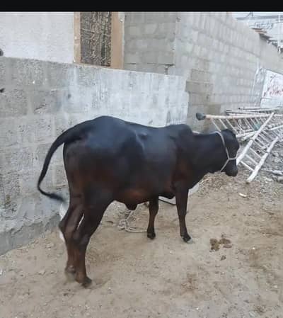 cow for urgent sale