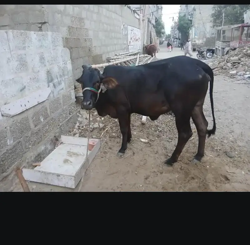 cow for urgent sale — photo 2