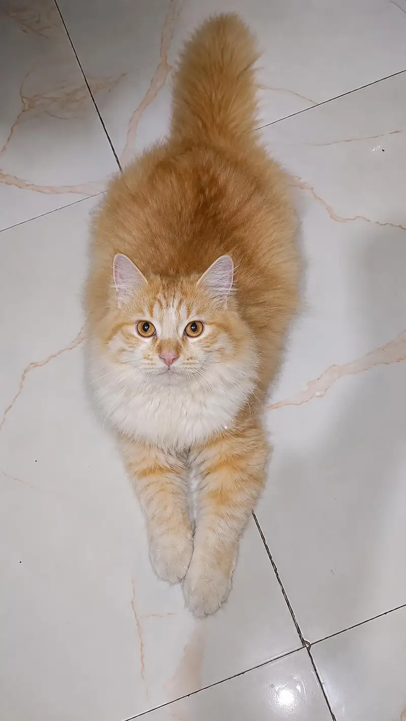 Persian male cat available