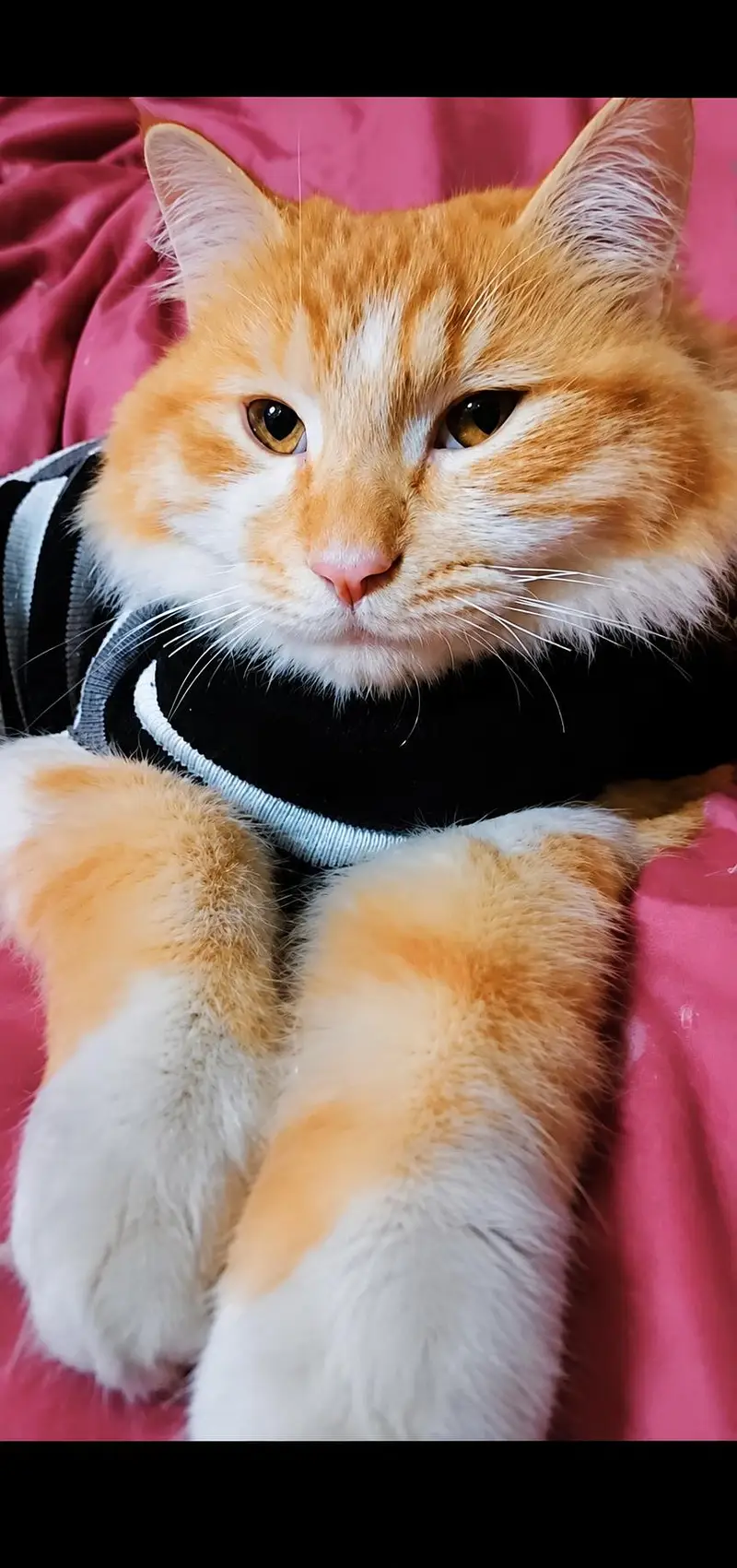 Persian male cat available — photo 2