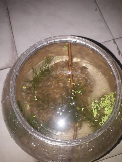 15 SHRIMPS 12 SNAILS 4 RED CHERRY 2 BLUE DREAM 9 MIX WID 6 LITER BOWL