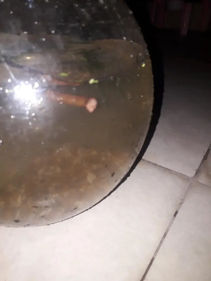 15 SHRIMPS 12 SNAILS 4 RED CHERRY 2 BLUE DREAM 9 MIX WID 6 LITER BOWL — photo 2
