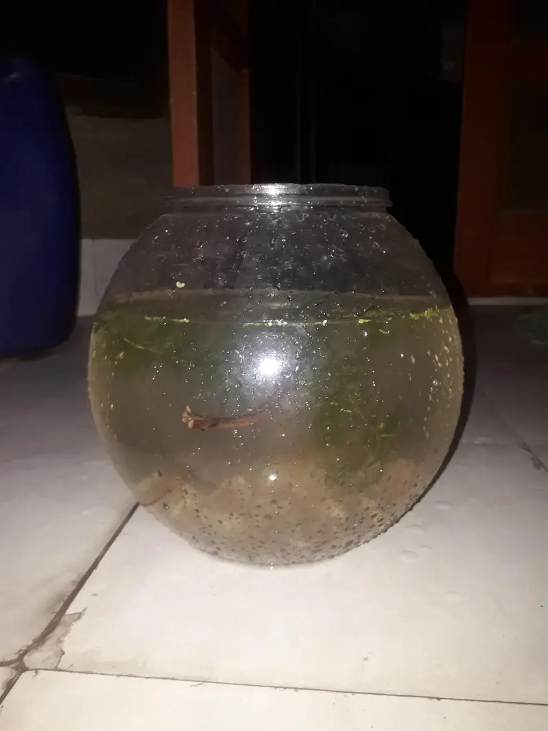 15 SHRIMPS 12 SNAILS 4 RED CHERRY 2 BLUE DREAM 9 MIX WID 6 LITER BOWL — photo 3