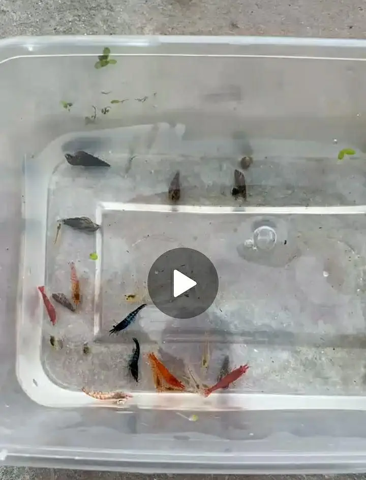 15 SHRIMPS 12 SNAILS 4 RED CHERRY 2 BLUE DREAM 9 MIX WID 6 LITER BOWL — photo 4
