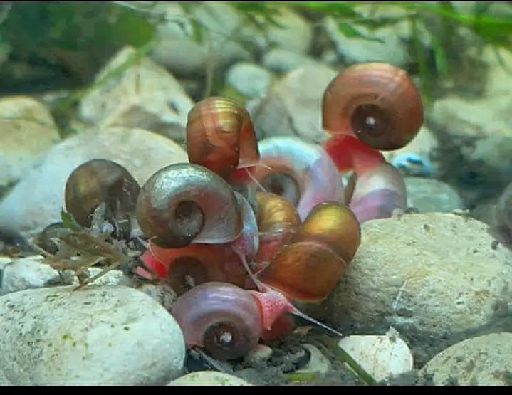 15 SHRIMPS 12 SNAILS 4 RED CHERRY 2 BLUE DREAM 9 MIX WID 6 LITER BOWL — photo 6