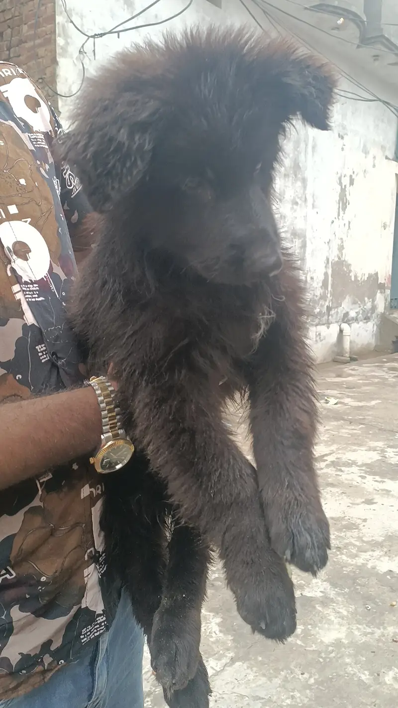German Shepherd supper quality puppy for sale