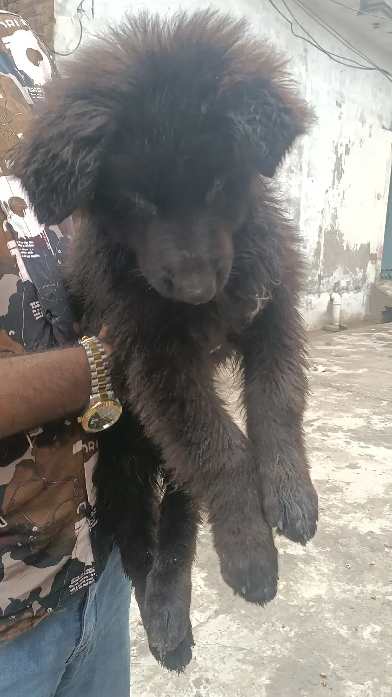 German Shepherd supper quality puppy for sale — photo 2