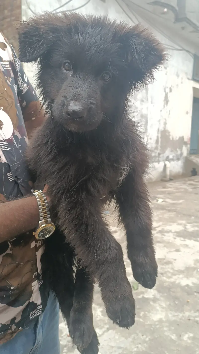 German Shepherd supper quality puppy for sale — photo 3